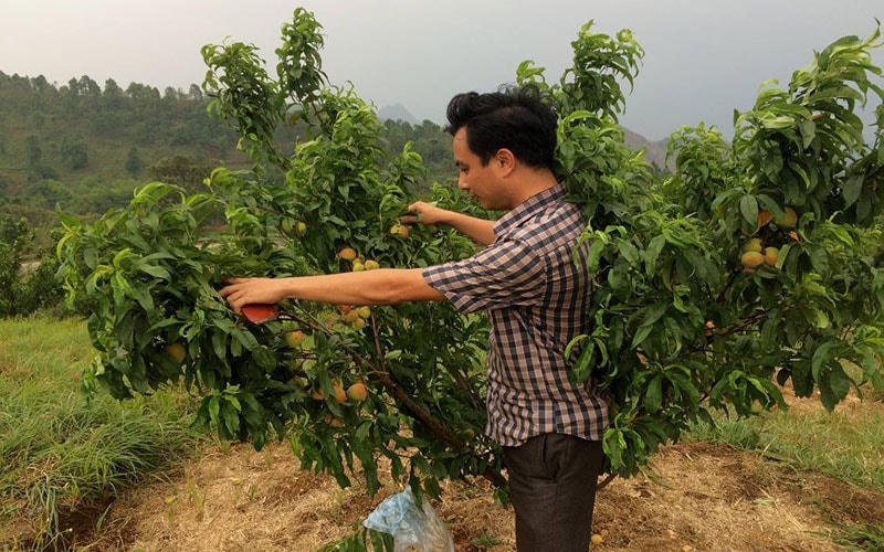 Trung tâm nghiên cứu, phát triển cây ôn đới Sa Pa ngày nay trước đây là Nông trường quốc doanh Sa Pa, nơi bà Thêm có 12 năm công tác. Ảnh tư liệu.