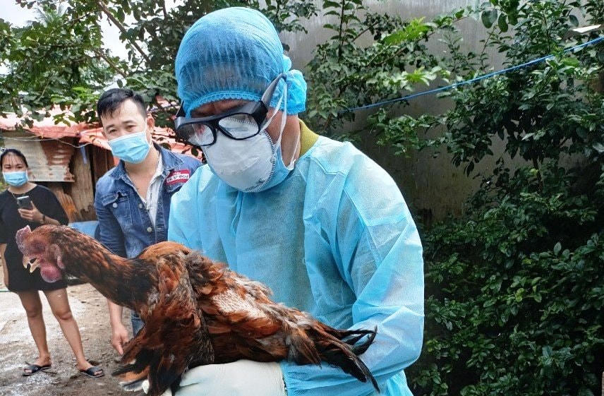Số gà của người dân mắc cúm H5N8.