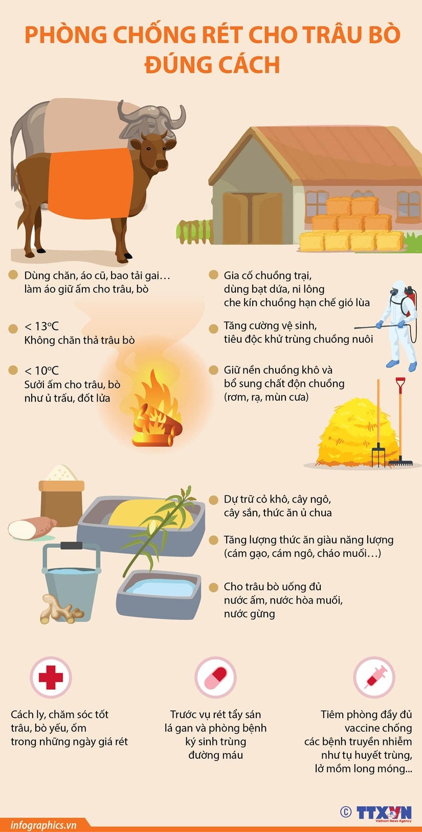 [Infographics] Cách phòng chống rét cho trâu bò đúng cách