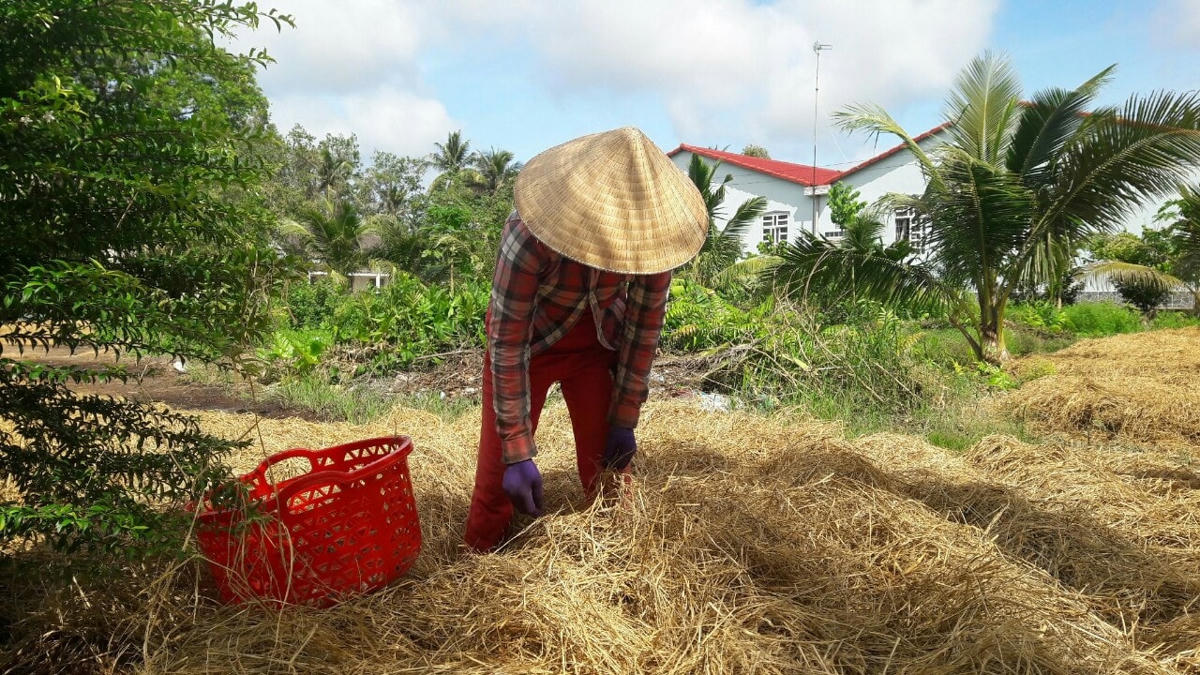 Nông dân rải rơm trước khi lên vồng.
