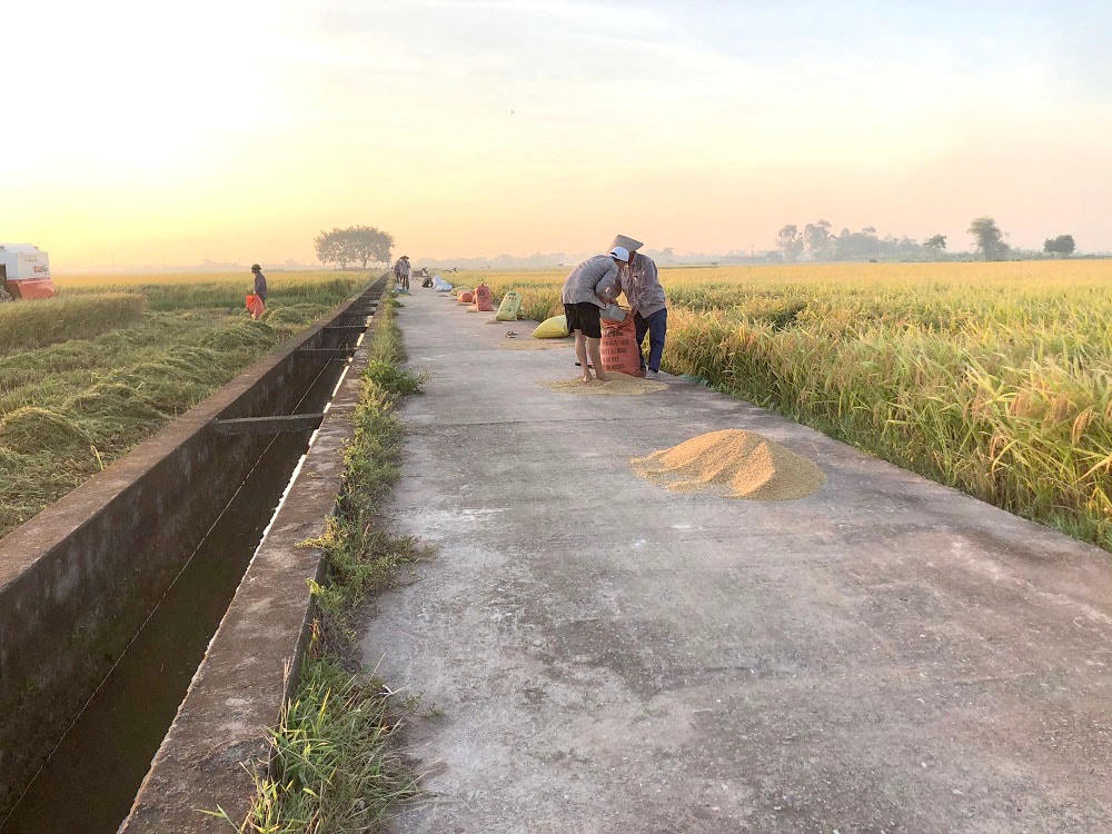Chiều muộn, khi nắng đã tắt dần, mọi người tập trung thu gom thóc lại, khi thóc đủ nắng và già hạt có thể đóng bao cất đi.  