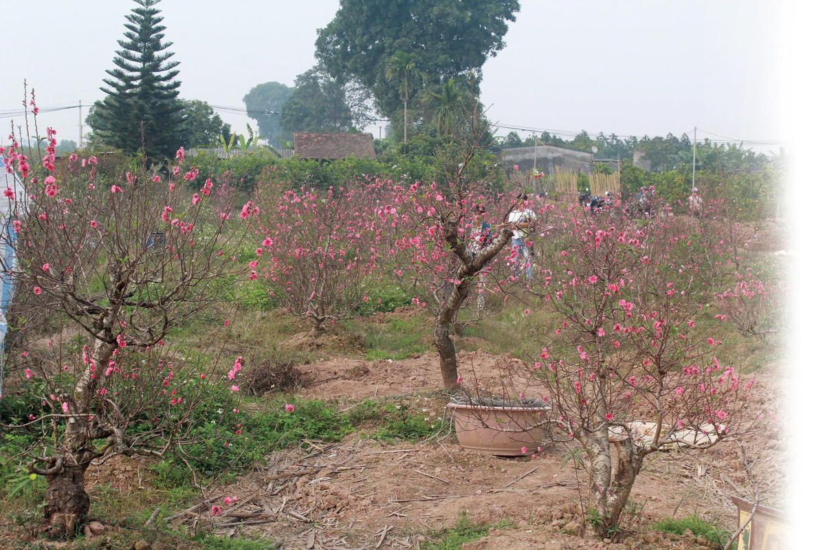 Vườn đào chờ khách đến mua.  