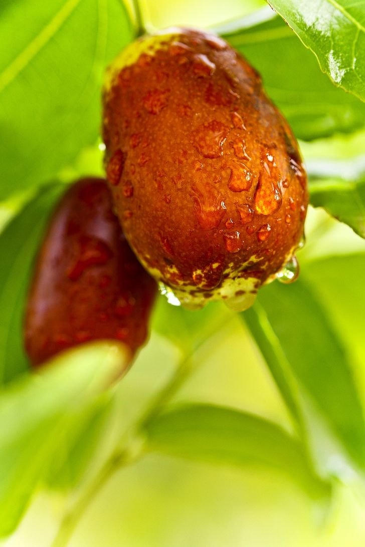 [ẢNH] Loại trái cây tốt nhất mà bạn có thể trồng trong nhà