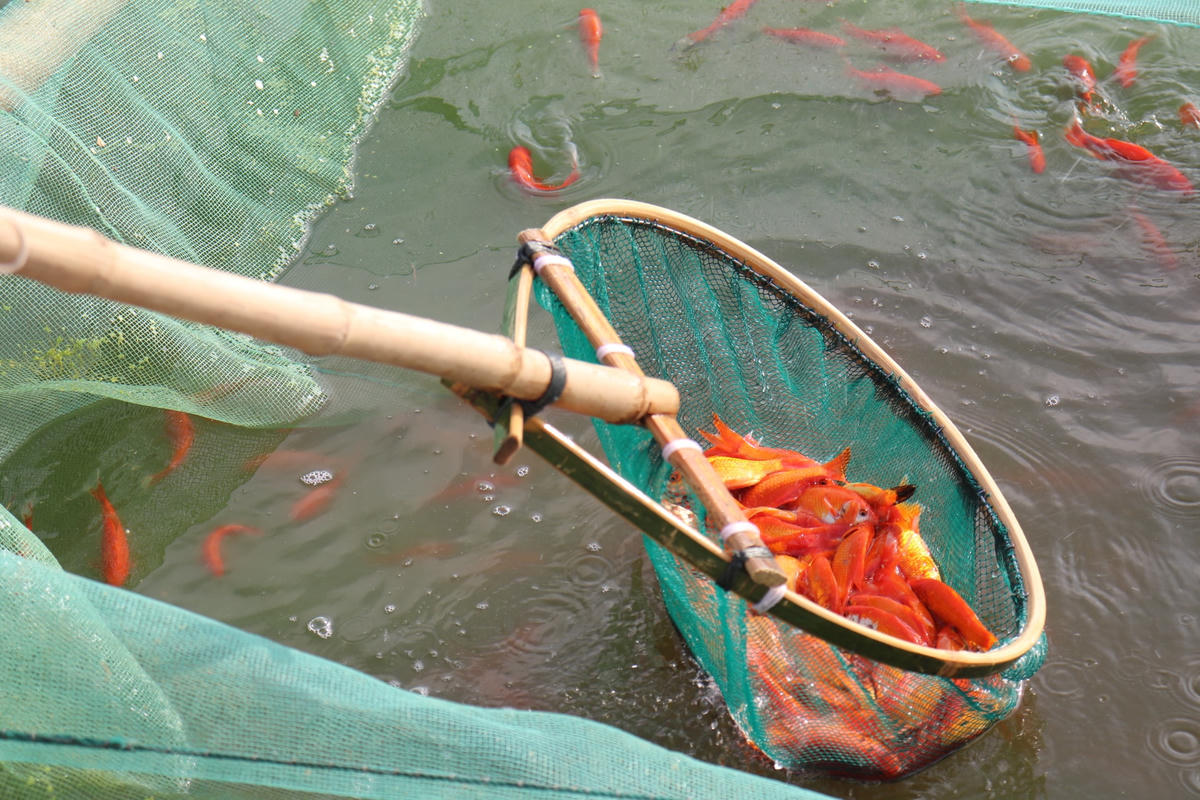 Thương lái và khách mua hàng tới đâu, các chủ ao bắt đến đấy để tránh tình trạng cá bị vớt nhiều lần, có nguy cơ chết.