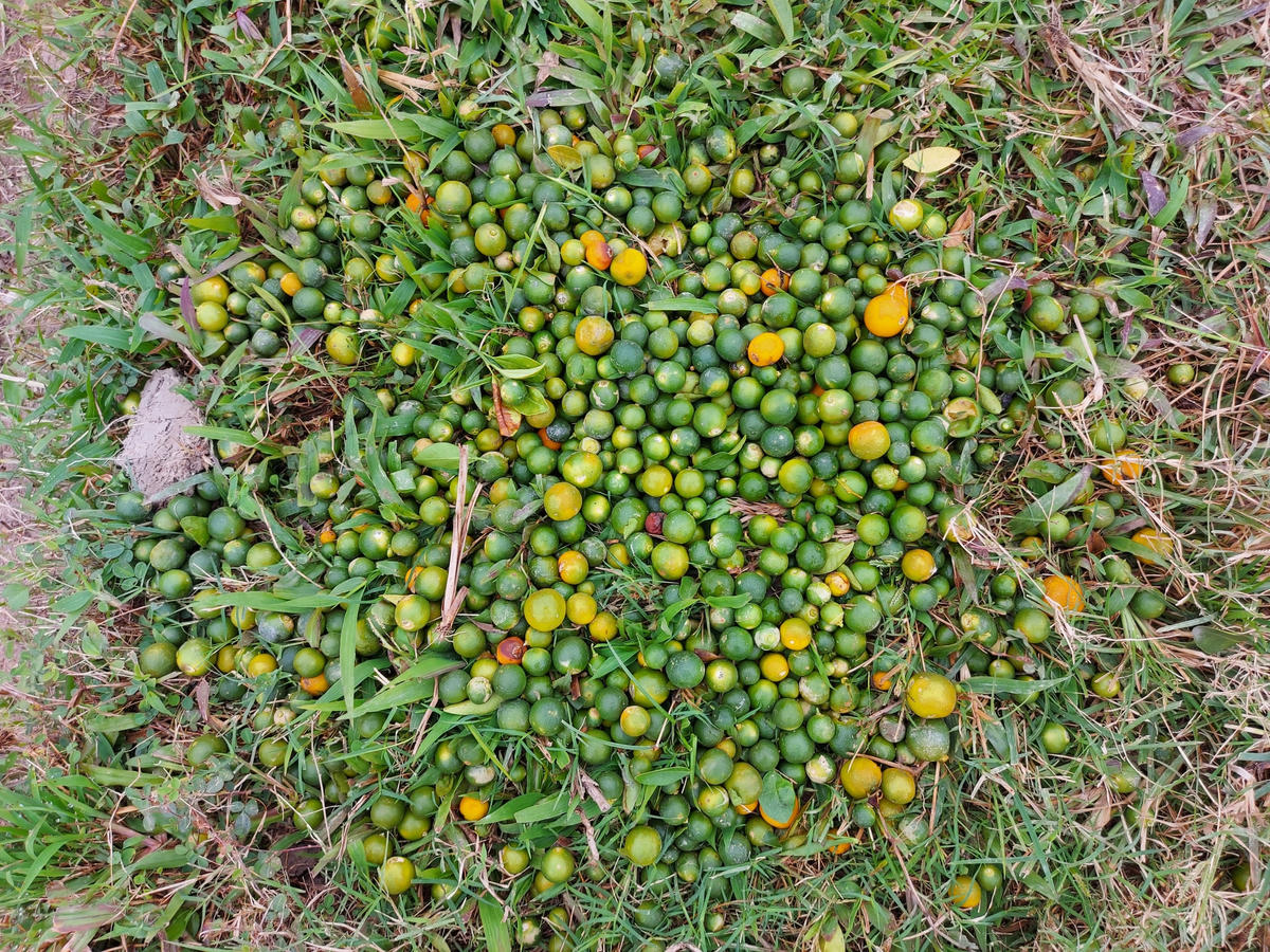 Những quả quất và cây quất quả đã chín, mẫu mã xấu sẽ được đem bỏ đi.