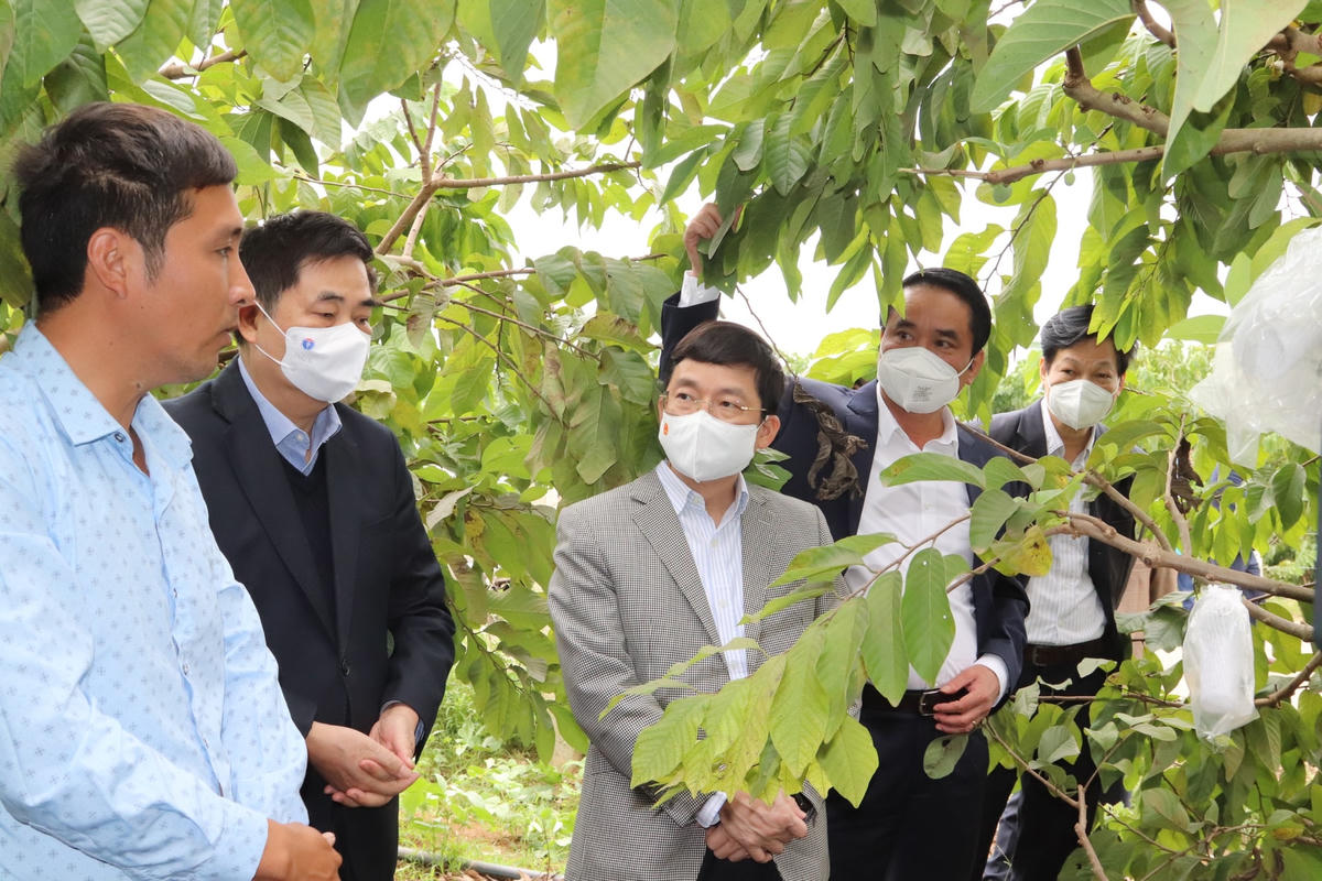 Trao đổi về mô hình HTX dịch vụ nông nghiệp tại huyện Mai Sơn (Sơn La).