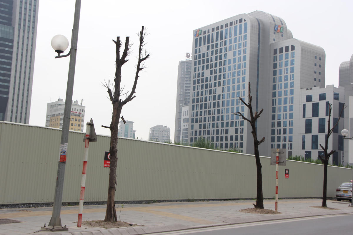 Hà Nội: Xót xa hàng chục cây xanh chết khô trên đường Trương Công Giai