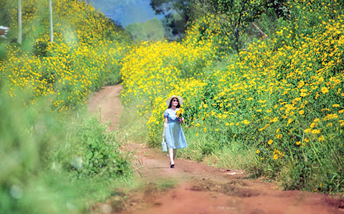 Vẻ đẹp của một con đường hoa dã quỳ nở vàng rực rỡ.