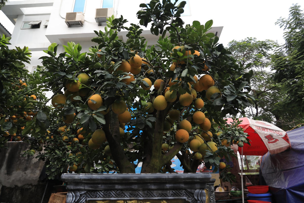 Những cây bưởi cảnh với các thế độc lạ khác nhau, điển hình như: dáng huyền, song thân, tam đa… hút mắt người xem, phần lớn những cây cảnh trưng bày đều đã được người dân hỏi mua và đặt cọc.