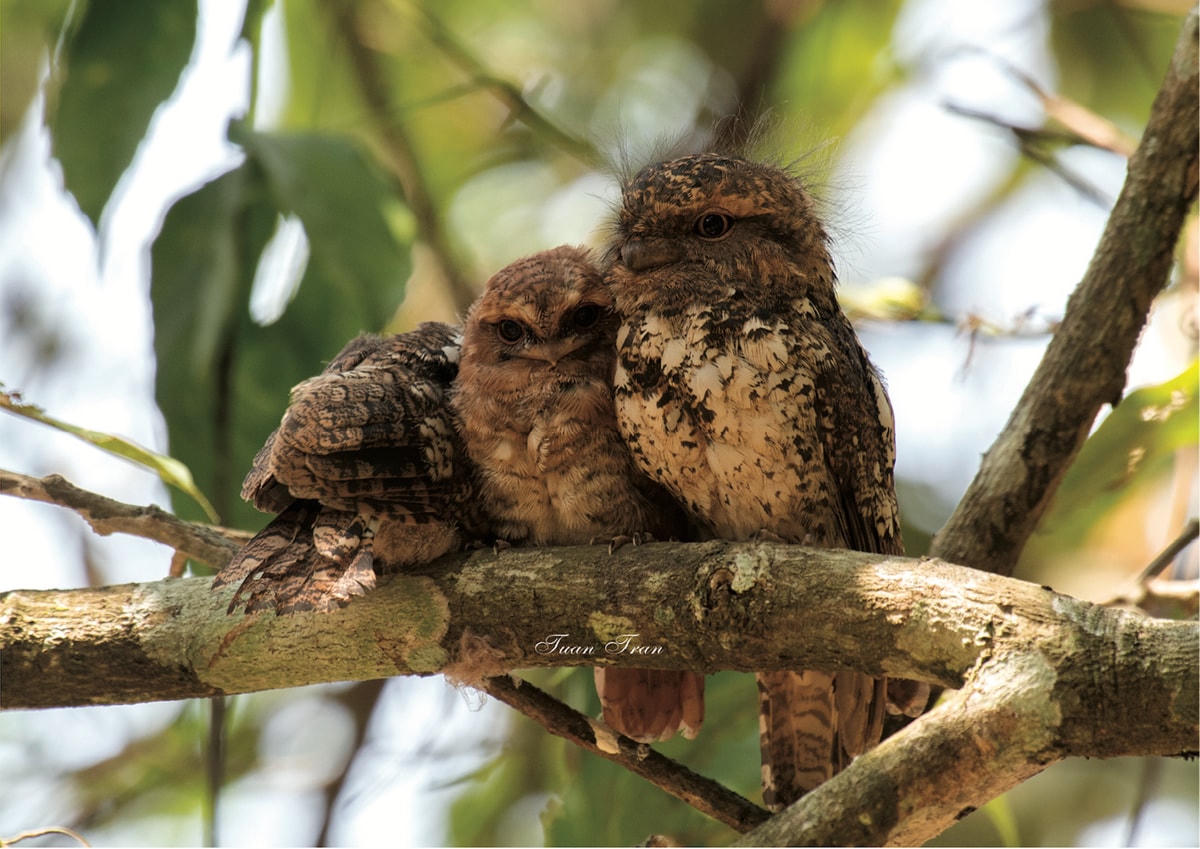 [ẢNH] Khám phá những loài chim xinh đẹp ngỡ ngàng