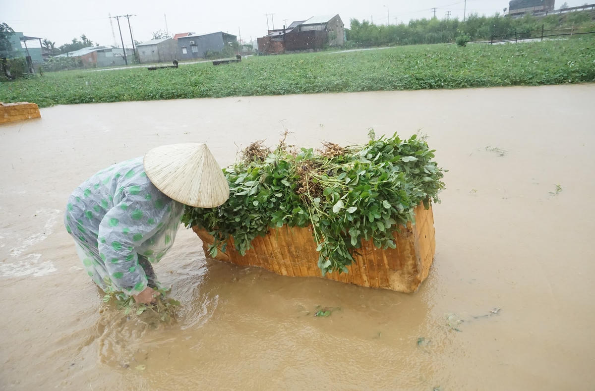 Bà Nguyễn Thị Lan đang nhổ lạc bị ngập nước sâu.