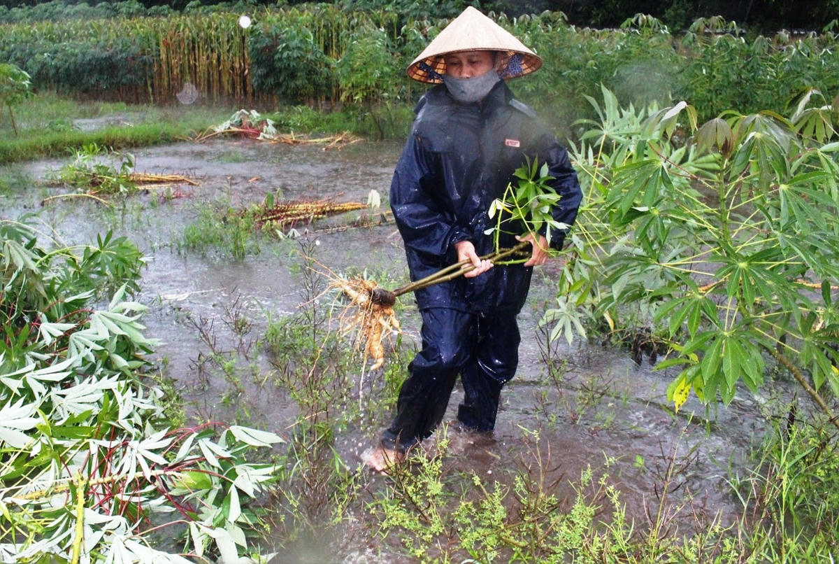 Bà Hòe đang nhổ sắn ngoài đồng ruộng.