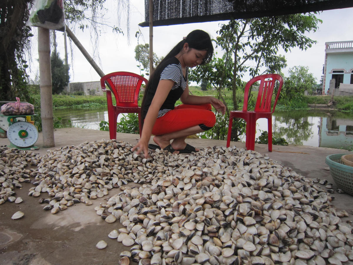 Sản phẩm ngao trắng ở Nam Định.