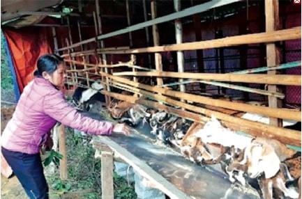 Có vốn, nhiều gia đình đầu tư phát triển kinh tế.
