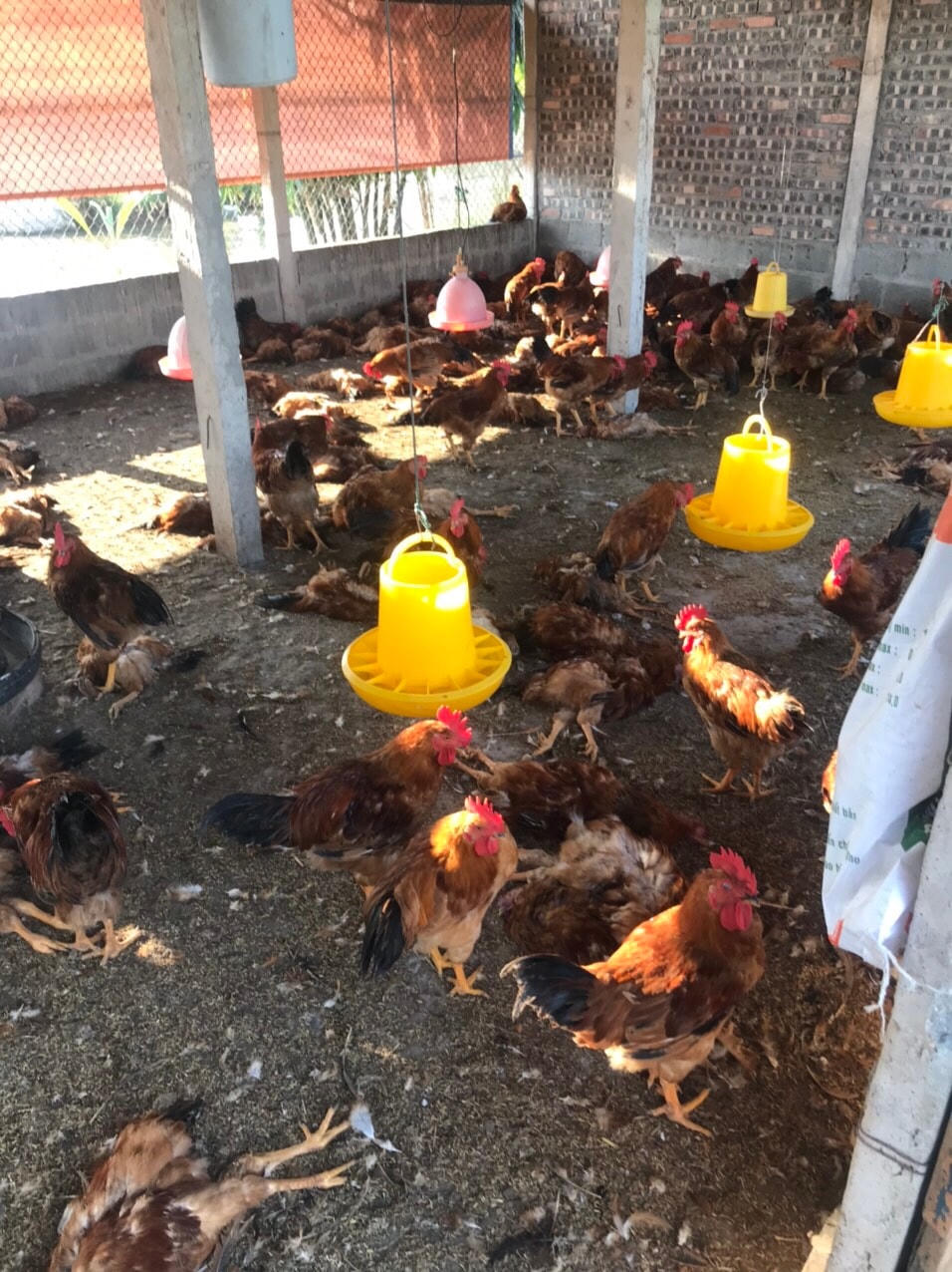 Các năm trước, Hải Phòng cũng đã xuất hiện cúm A/H5N6 trên đàn gia cầm.