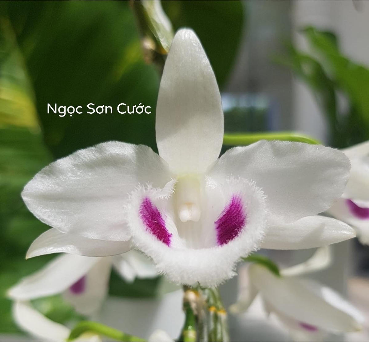 Lan phi điệp Ngọc Sơn Cước có giao dịch đẩy lên tới 250 tỷ đồng.