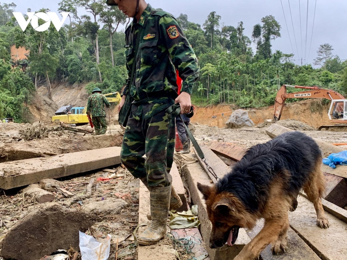 Vụ sạt lở ở Trà Leng: Chó nghiệp vụ vào hiện trường hỗ trợ tìm kiếm người mất tích