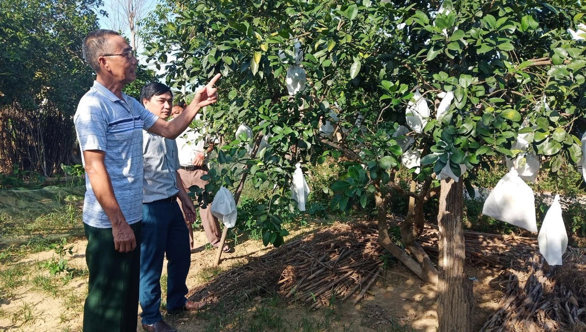 Trồng cây ăn quả mang lại hiệu quả kinh tế cao, giúp người dân xóa đói giảm nghèo ở xã Hương Hóa.
