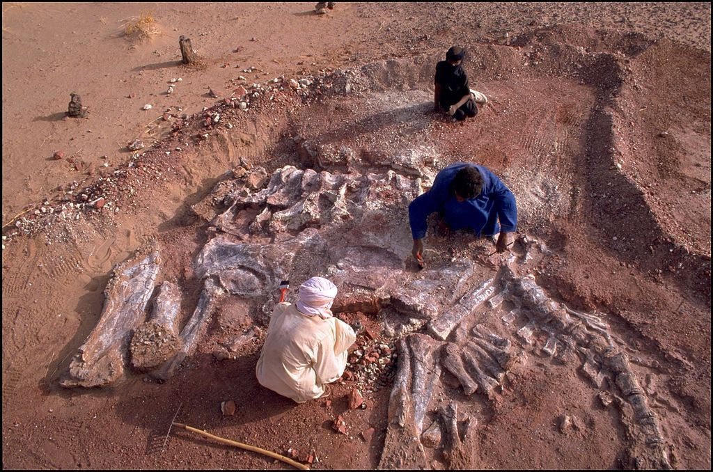 Chính phủ Niger đã đánh dấu kho tàng di chỉ hóa thạch ở sa mạc Sahara và gọi đây là dự án NigerHeritage. Lực lượng bảo vệ cũng đã được điều động song hiện nạn trộm cắp di chỉ hóa thạch vẫn chưa được khống chế hoàn toàn.