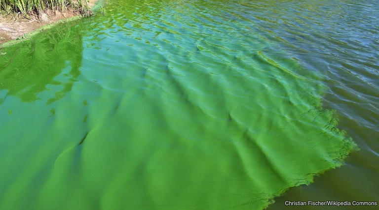 Bí ẩn về 11 cuộc đại tuyệt chủng trên Trái Đất, tiên đoán về sự kiện thứ 12