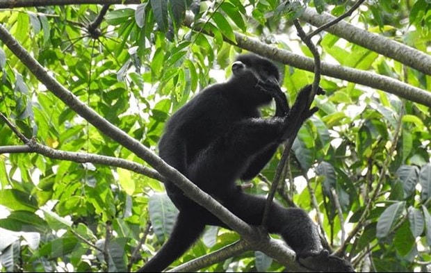 Voọc gáy trắng tấn công, cắn 12 người bị thương tại Quảng Trị