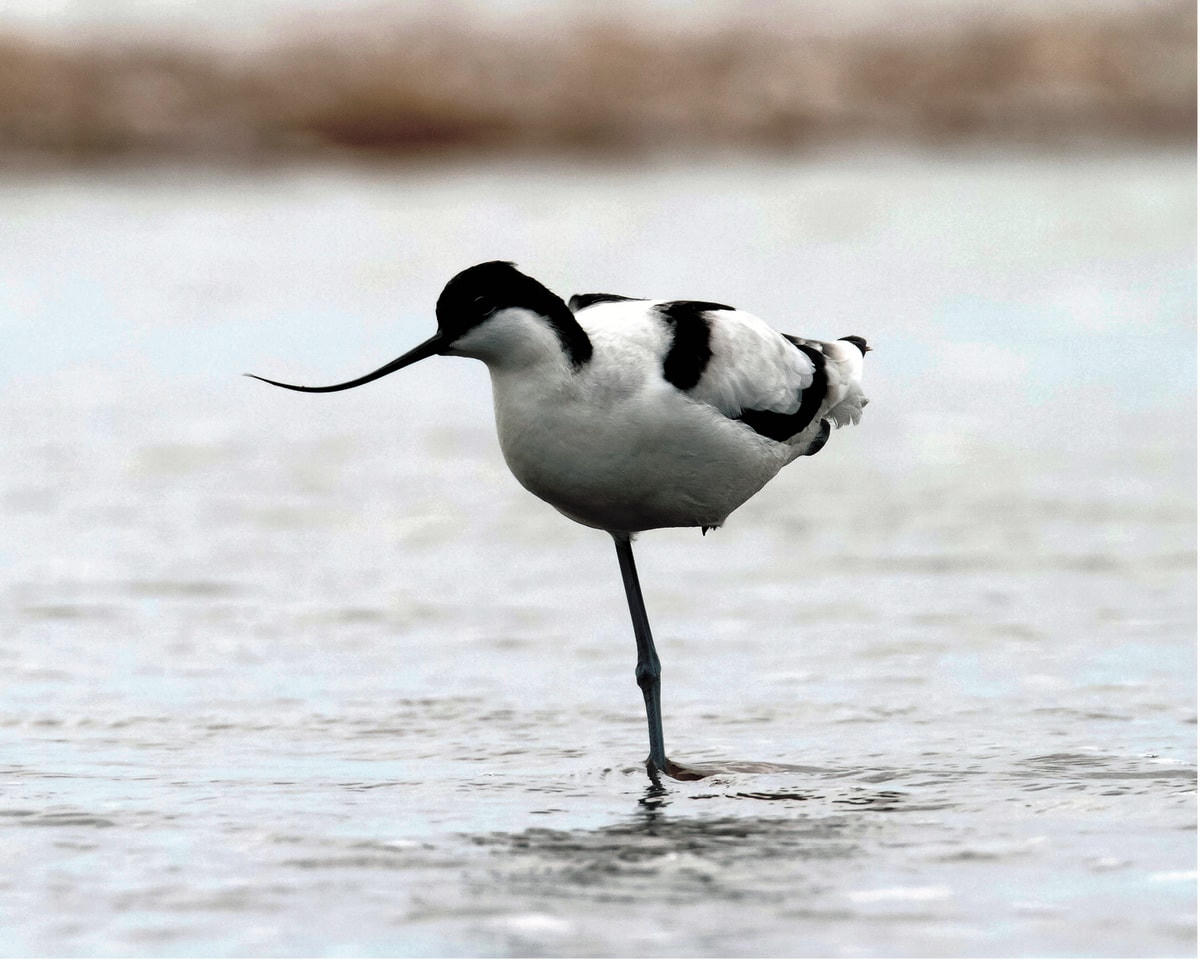 [ẢNH] Khám phá những loài chim xinh đẹp ngỡ ngàng