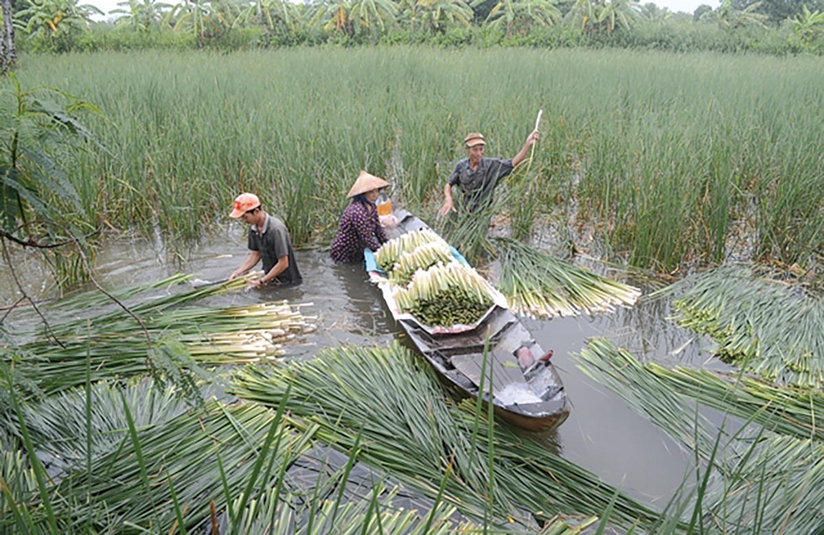 Thu hoạch cây bồn bồn.