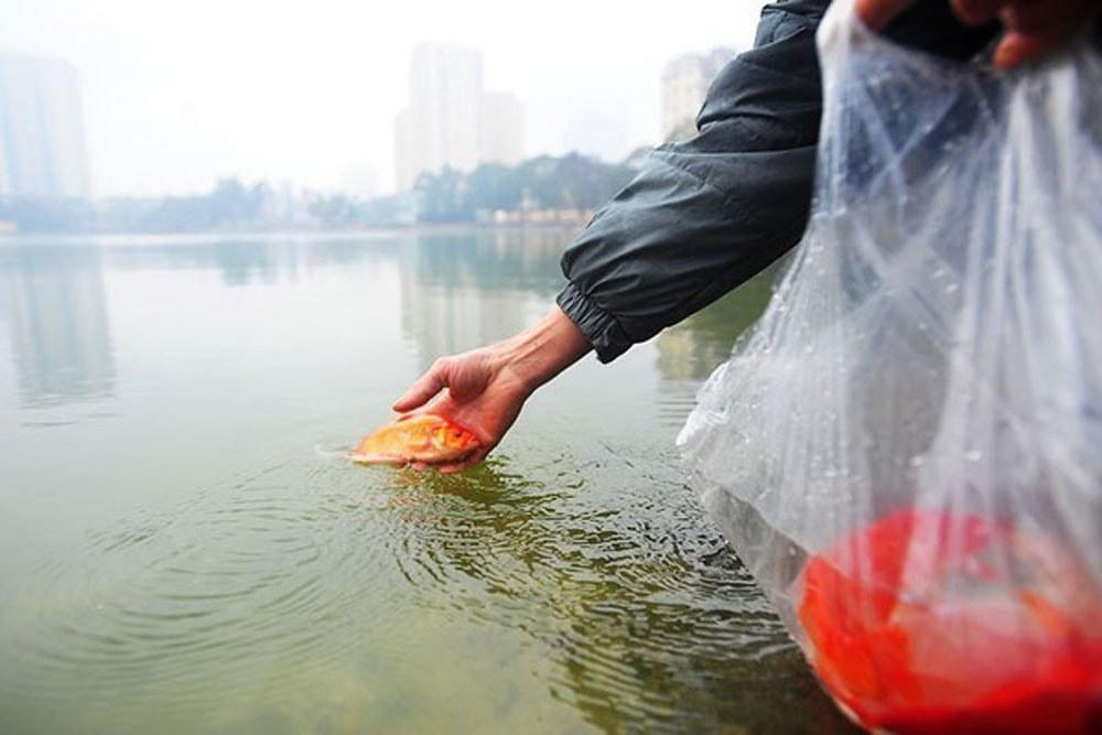 Thả cá chép ngày ông Công ông Táo.
