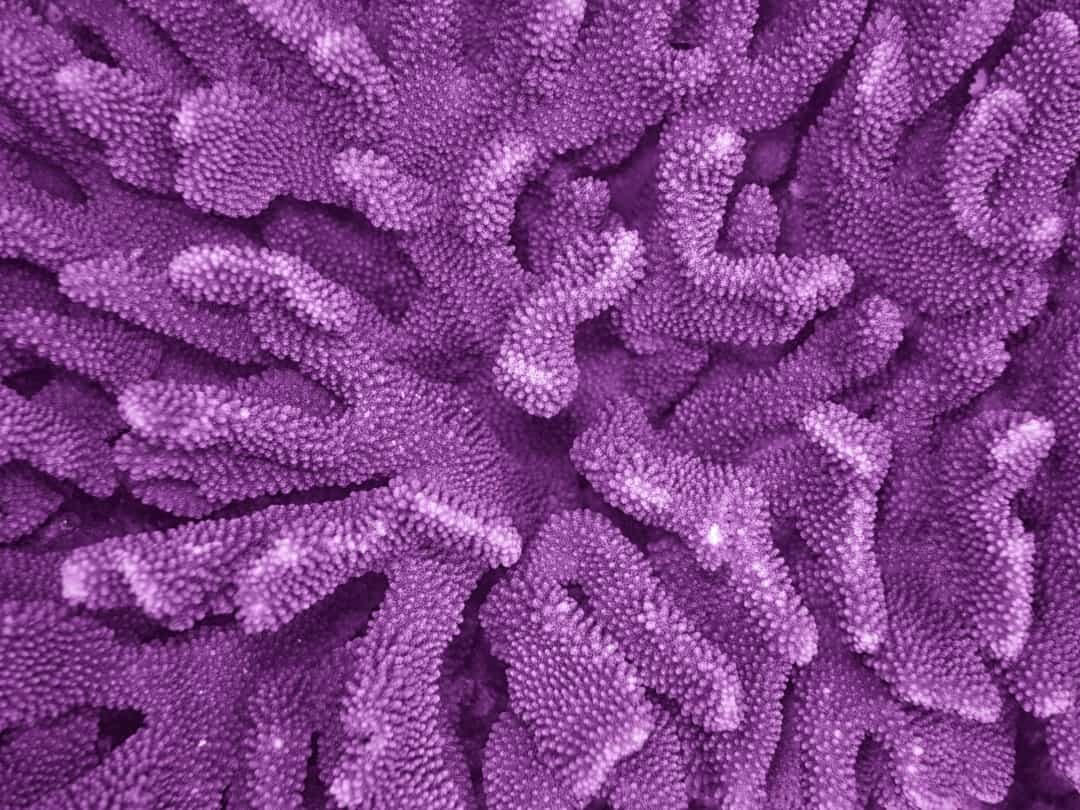 Rạn san hô Manuel Luis (Brazil) là rạn san hô lớn nhất ở Nam Mỹ và chứa một số xác tàu.  