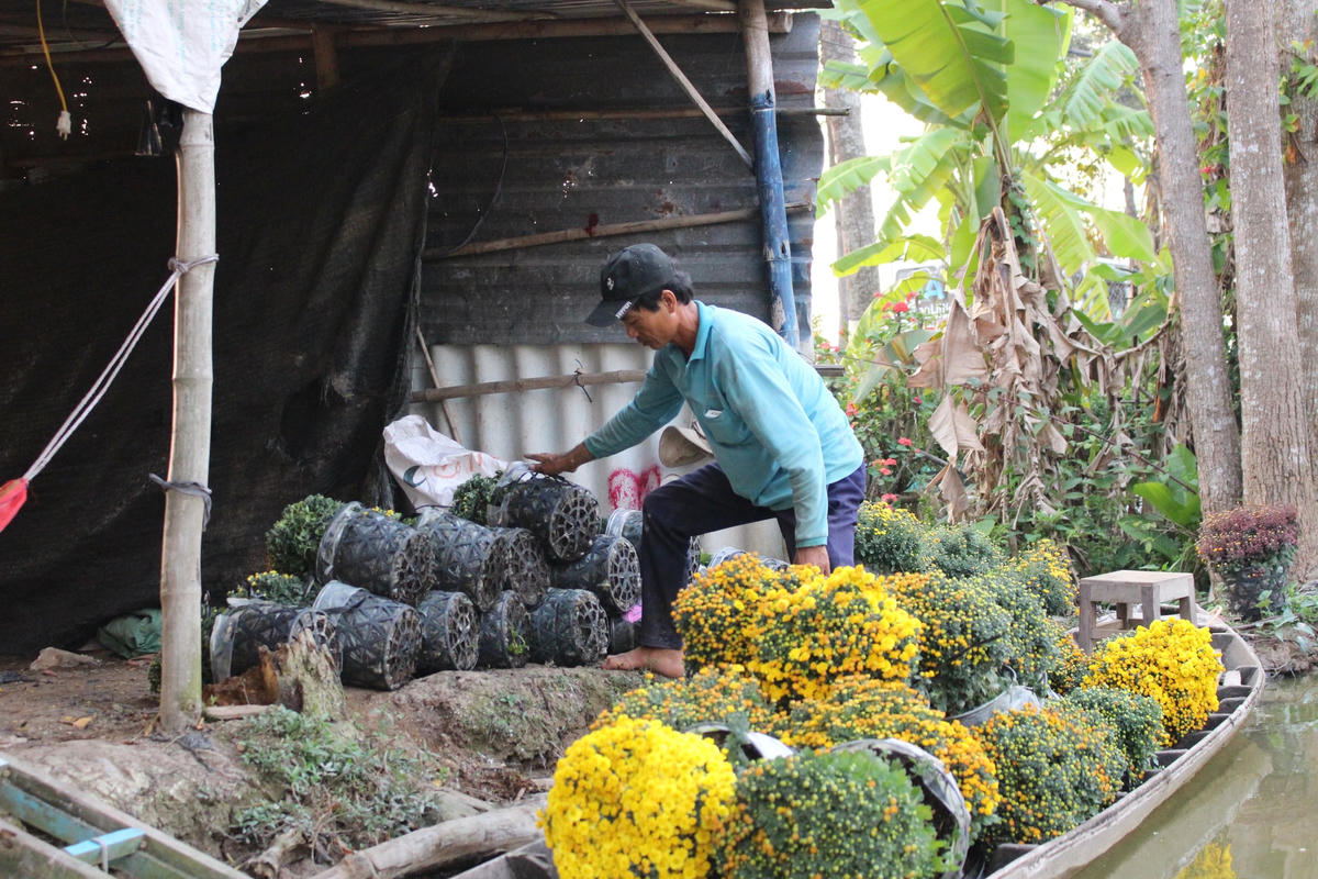 Hoa Sa Đéc không chỉ có mặt ở các tỉnh vùng Đồng bằng sông Cửu Long, các tỉnh Tây Nguyên, các tỉnh phía Bắc mà còn xuất khẩu sang nhiều nước trên thế giới.