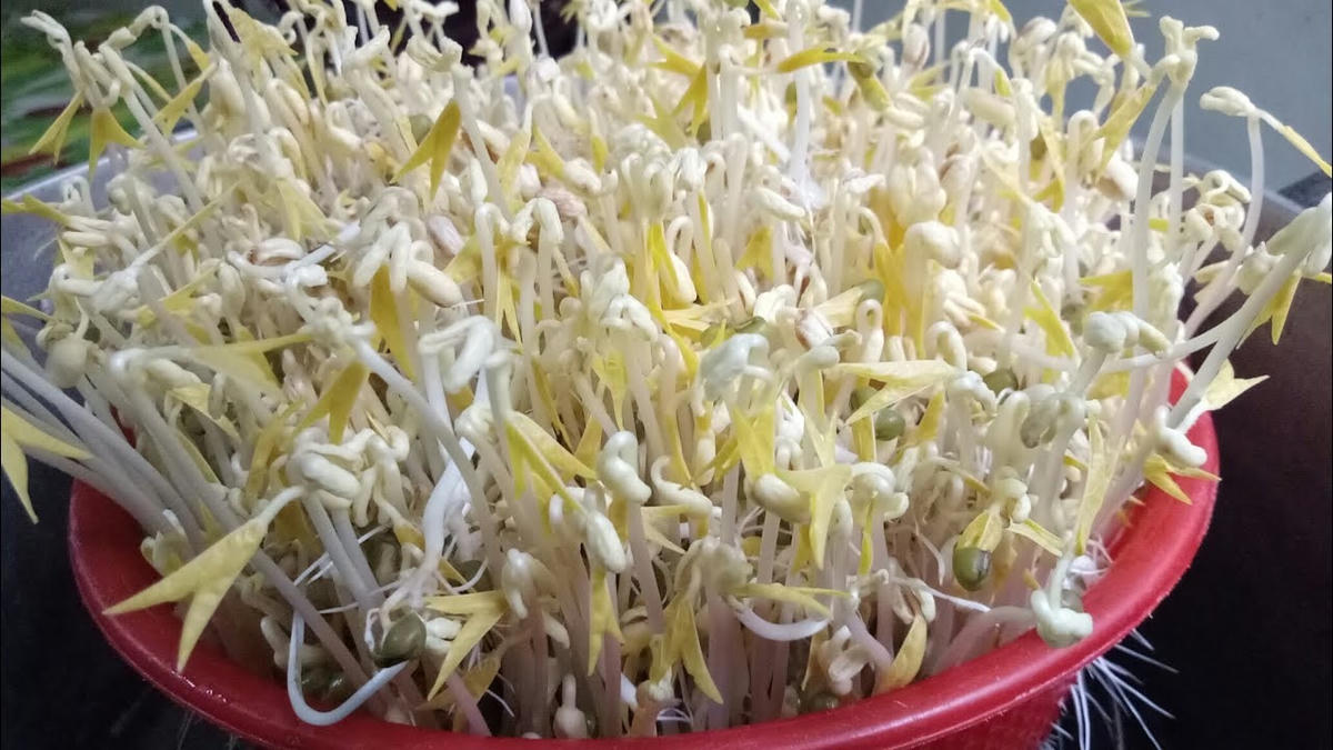 Giá đỗ có nhiều tác dụng không phải ai cũng biết.