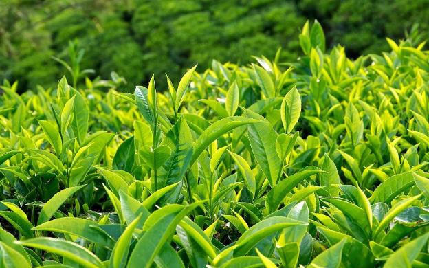 8 chất có trong trà xanh giúp phòng ngừa bệnh.