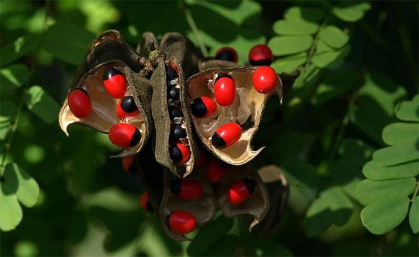 Cây Rosary Pea chứa nhiều abrin, hoạt động bằng cách xâm nhập vào các tế bào của cơ thể để ức chế tổng hợp protein quan trọng. Không có thuốc giải độc cho abrin và điều trớ trêu là hạt giống trong quả này được sử dụng làm trang sức trên toàn thế giới.