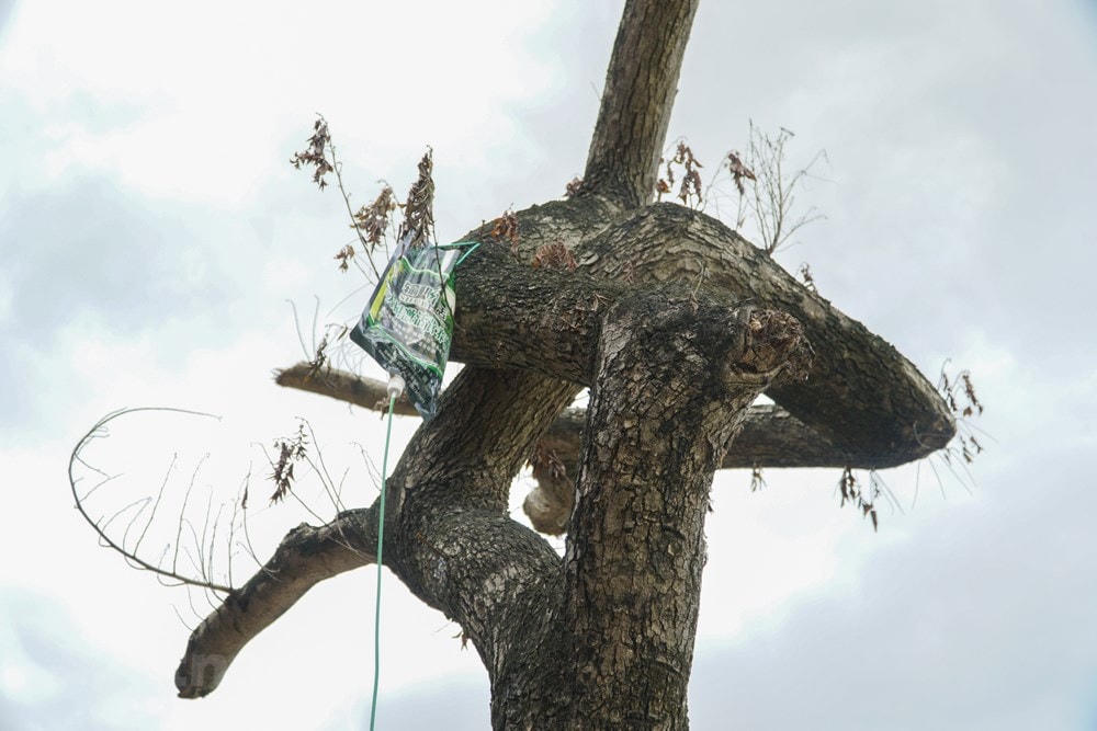 Cây sưa chỉ còn trơ trọi thân cây. (Ảnh: Minh Hiếu/Vietnam+).