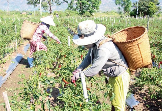 HTX dịch vụ nông nghiệp Tầm Ngân (huyện Ninh Sơn) thu hoạch ớt Hàn Quốc.