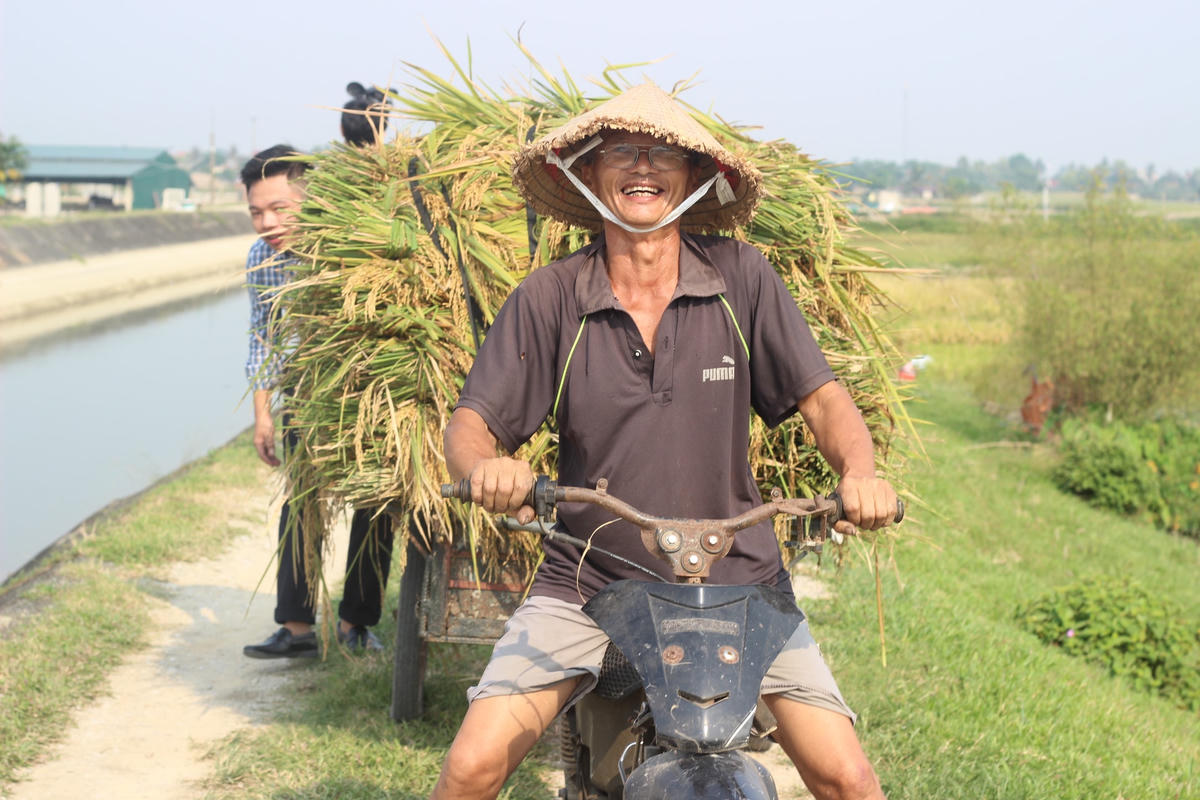Nông dân Thanh Hóa trong vùng cách ly, phong tỏa phải âm tính SARS-CoV-2 mới được đi gặt lúa. Ảnh tư liệu trước thời điểm dịch bệnh.