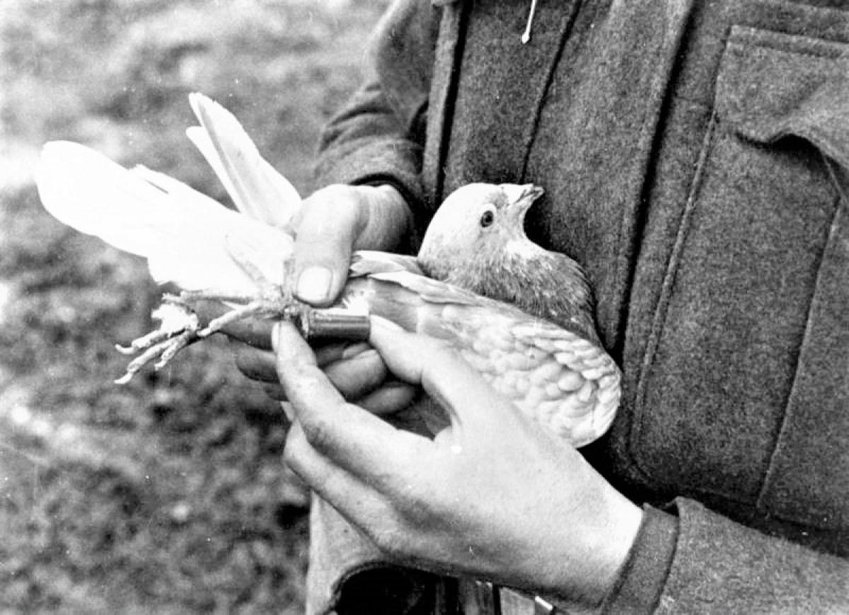 Tin được mã hóa dưới định dạng thu nhỏ đặt trong ống kim loại hoặc buộc vào lông đuôi bồ câu. Nguồn: topwar.ru.  