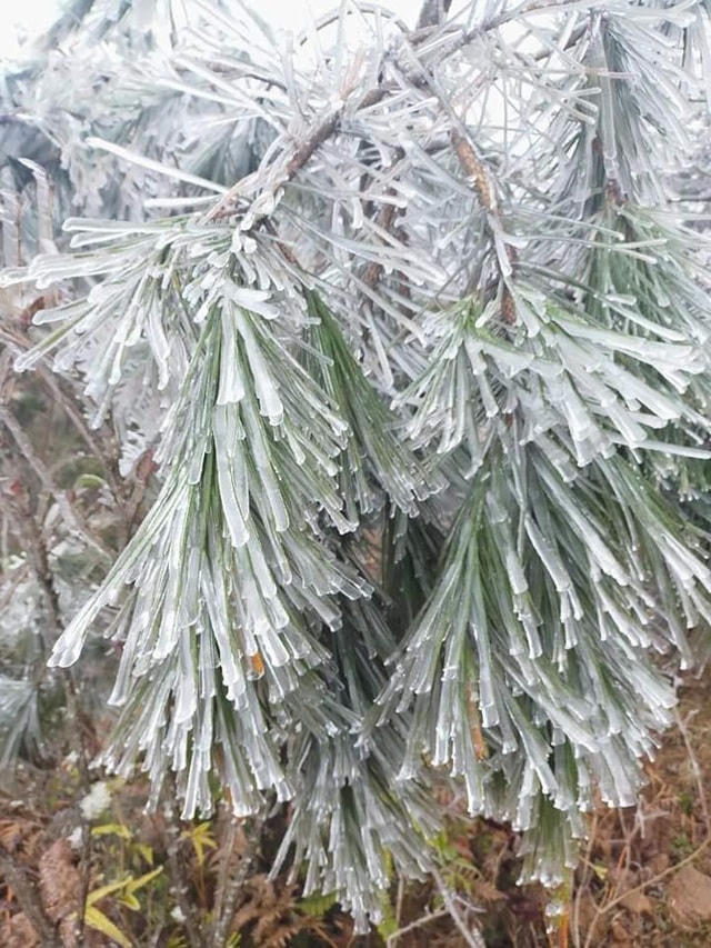 Sa Pa 'đông cứng' trong băng tuyết, đỉnh Khau Phạ cũng 'hóa đá'