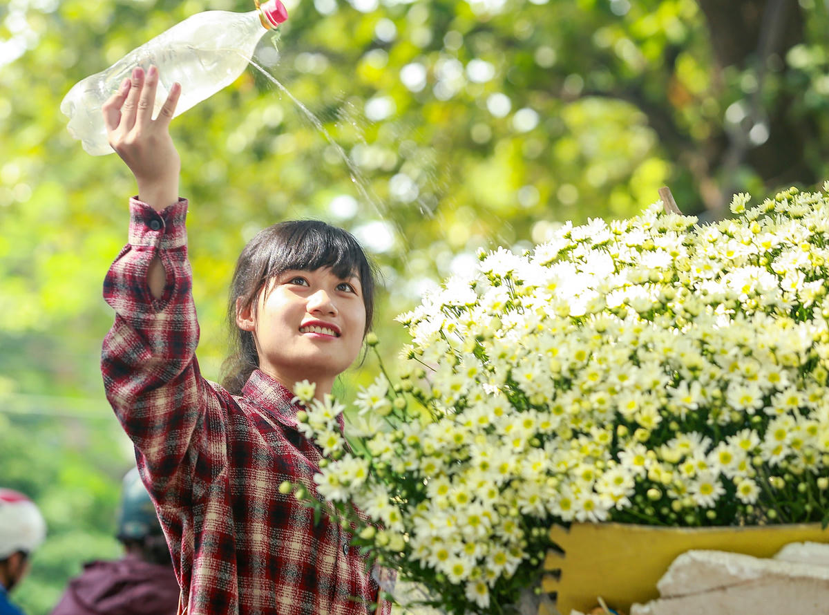 Cúc họa mi xuống phố.