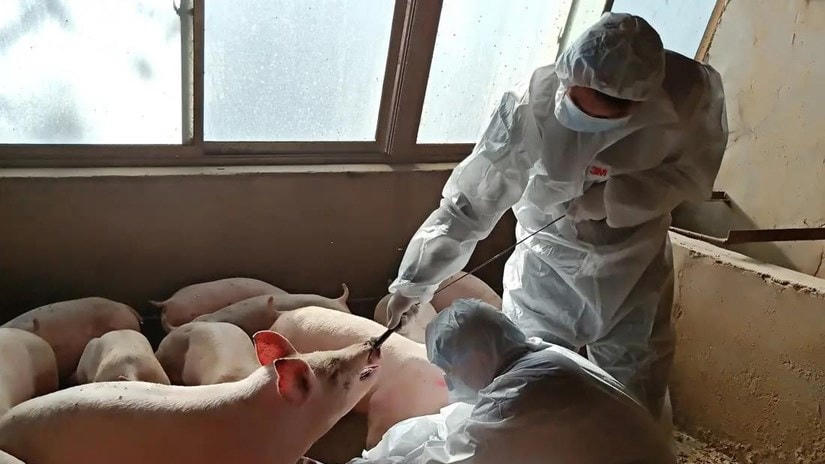 Nhân viên thú y lấy mẫu máu của một con lợn tại trang tại ở Cam Túc, Trung Quốc. (Nguồn: Reuters).