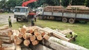 Một vụ vận chuyển gỗ lậu từ Kon Tum sang Gia Lai bị phát hiện.