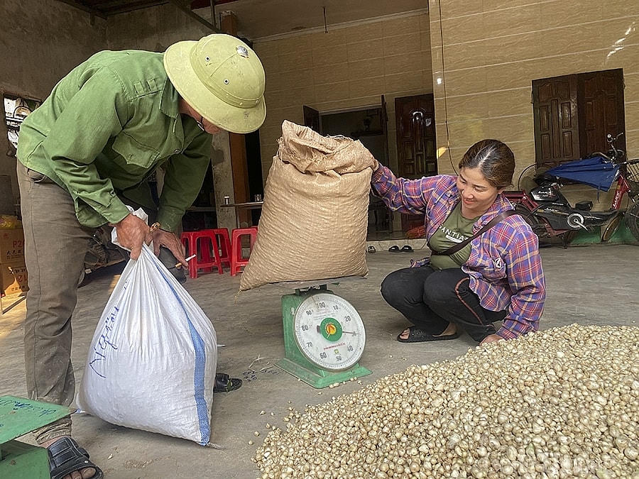 Thi thoảng mới có thương lái, nhưng lượng hành được thu mua rất hạn chế.