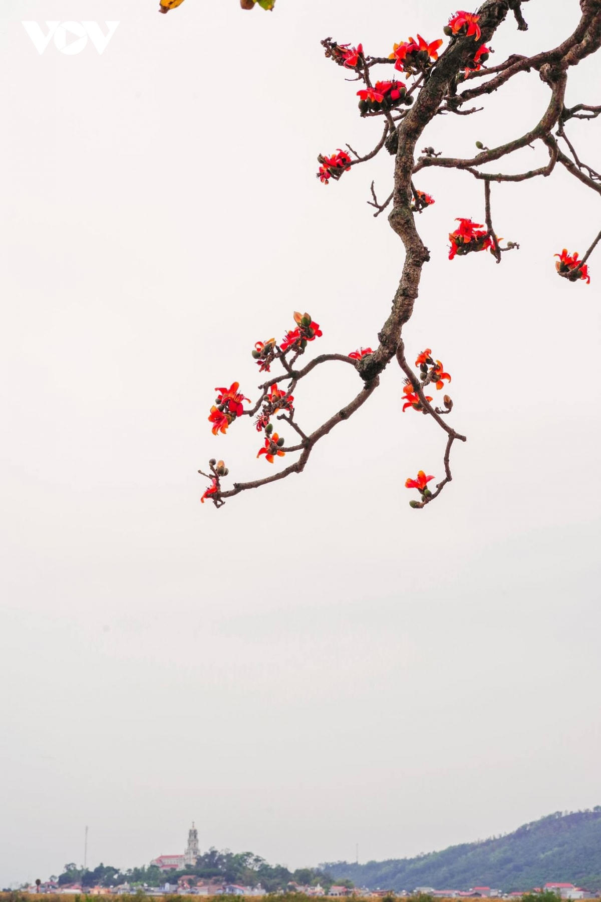 Hoa gạo có cánh dày, vào chính vụ sẽ có màu đỏ tươi như bó đuốc đỏ rực cả một góc trời. (Ảnh Thành Sơn).