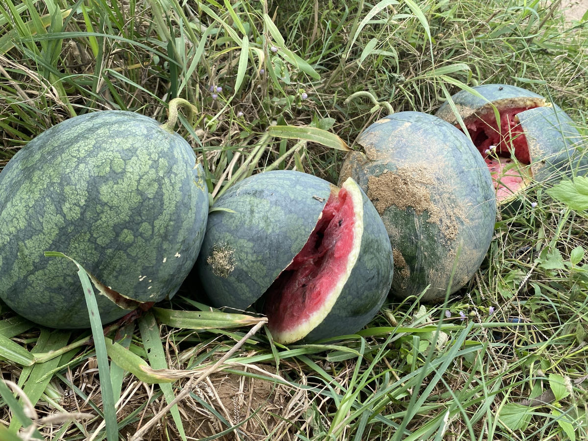 Dưa đã bắt đầu nứt, thối rửa.