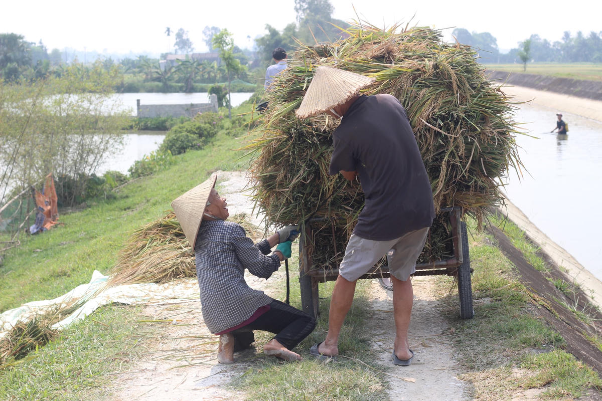 Ngành nông nghiệp cũng khuyến khích người dân tiêu thụ lúa tươi để doanh nghiệp thu mua tự phơi sấy, chế biến. Ảnh tư liệu trước thời điểm dịch bệnh.