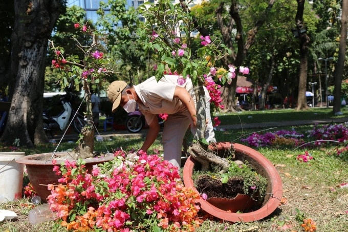 Người bán cắt cành chậu bông giấy, không bán rẻ tại công viên 23/9, Quận 1, trưa 31/1. Ảnh: Hà An.