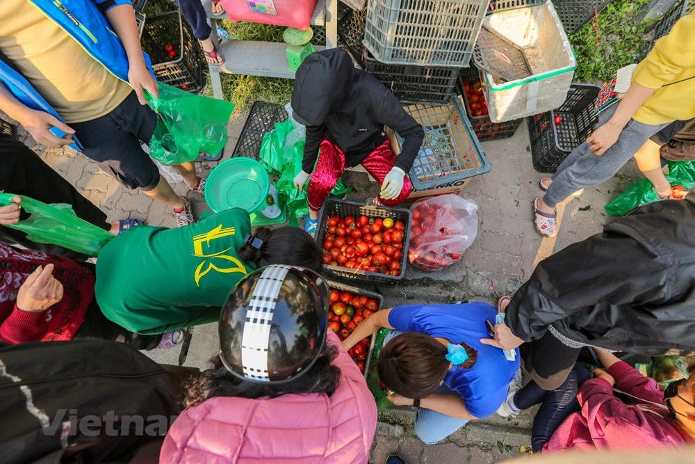 Chị Thuỷ cho hay, là một người con của Hải Dương, khi đọc được lời kêu cứu nông sản của bà con dưới quê, chị đã kết nối với đầu cầu thiện nguyện thu mua nông sản. (Ảnh: Minh Sơn/Vietnam+).