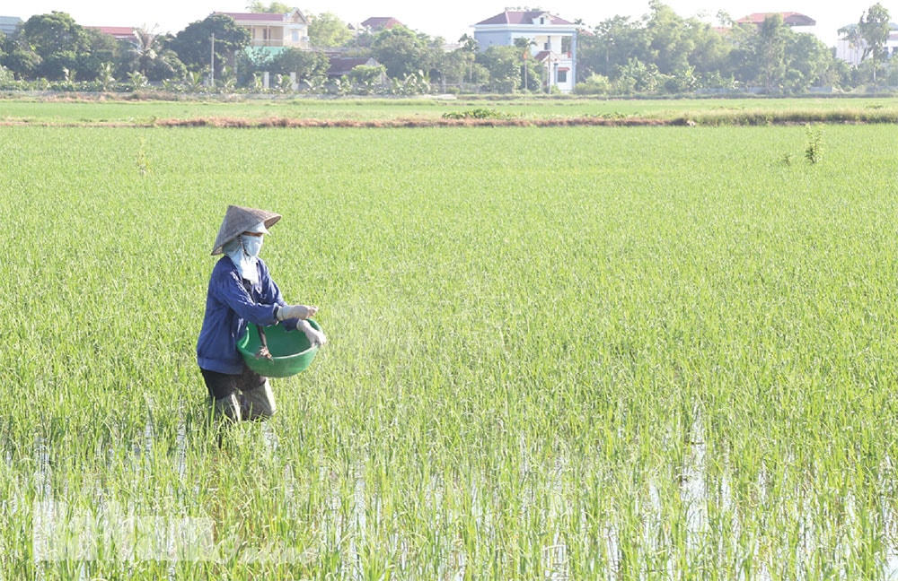 Bà con nông dân ở Hà Nam được mùa vụ Xuân