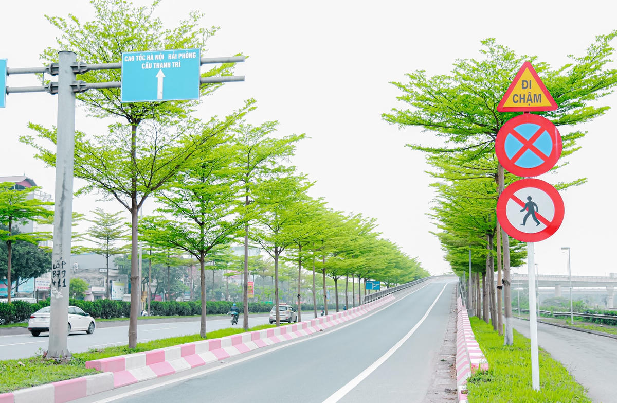 Những hàng cây với lá nhỏ, tán lá được chia theo từng tầng lớp giống như bàn tay xòe ra đón lấy gió trời, tạo nên vẻ đẹp đầy thơ mộng.