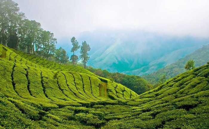 Một rừng trà xanh ngát ở Munnar. Ảnh: CNN.